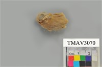 藏品(八哥)的圖片